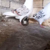 کفتر|پرنده|آباده, |دیوار