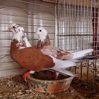 10 جفت جوجه ناب