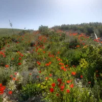 فوش-باغ-انگور
