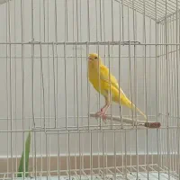 اگهی جدید طلایی نرچهارماه