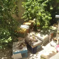 زنبور