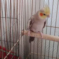 عروس هلندی نر سخنگو