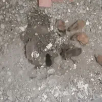 خرگوش نرو ماده از لپی تا صحرایی