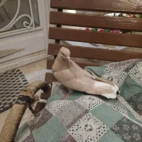 کفتر
