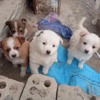 واگذاری دو عدد توله