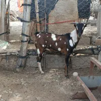 نری پچی گوش اسبی