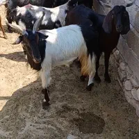 حیوانات مزرعه
