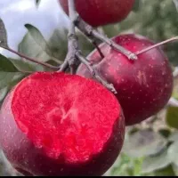 سیــب های تو سرخ رقم صادراتی