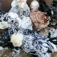 جوجه برهما لهستانی گلپایگانی سلطان و شروره ی
