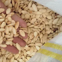تخمه درجه یک