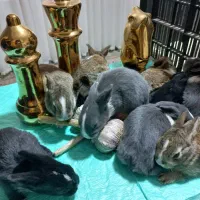 خرگوش