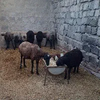 میش آبستن