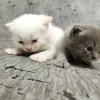 بچه گربه اسکاتیش
