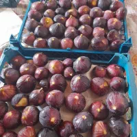 انجیر سیاه تازه