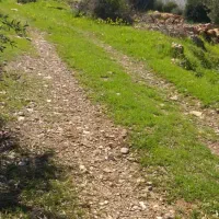 نشابرنج محلی عنبربو