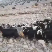 50بز