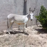 الاغ ماده