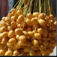 خرما برحی
