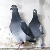 کفتر