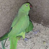 3 جفت ملنگو مولد