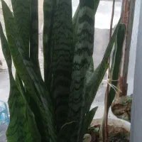 گلهای طبیعی  وزیبا