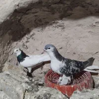 دوتا مجسمه کفتر پرشی مجسمه
