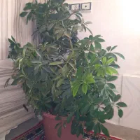 گل پنجه پری