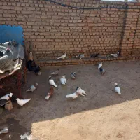 فروشی|پرنده|زیرکوه, |دیوار