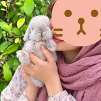 خرگوش جوجه لوپ سیلوریان