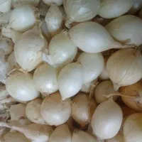 پیاز|عمده‌فروشی|رودبار (کرمان), |دیوار