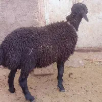 بره قوچ هترو
