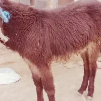 خر گله ای