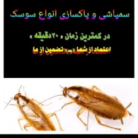 سمپاشی « سوسک »