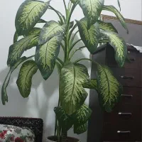 دیفن|گل و گیاه طبیعی|قروه, |دیوار