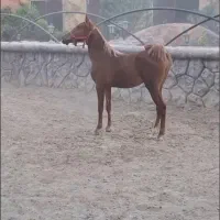 کره مادیون از سهیل حیدر و خط خونی طوفان کبیر