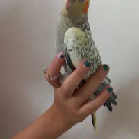 پرنده