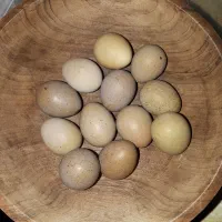 بلدرچین مینیاتوری دونه ۳۰۰