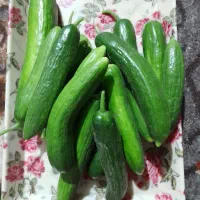فروش خیارشور عمده وخرده