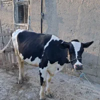 گاو شیرده