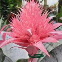گلهای آپارتمانی و حیاطی