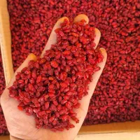 زرشک پفکی درجه یک