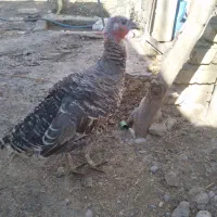 بوقلمون میلگرد8