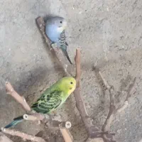 مرغ عشق کبوتر