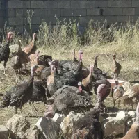 جوجه چهار ماهه بوقلمون