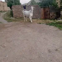 نر بز سانن اصل