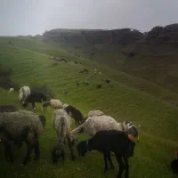 گوسفند