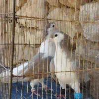 کفتر کبوتر سینه ساده کله