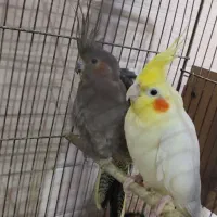 دو جفت عروس هلندی