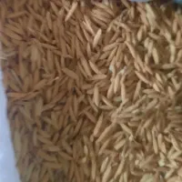 شالی ندا