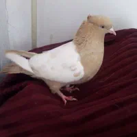 سینه زرد